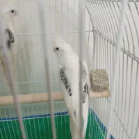 آلبینو دوکت پروانه ای مشکی جفت نرو ماده باقفس
