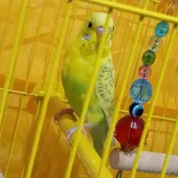 مرغ عشق|پرنده|ورامین, ورامین|دیوار