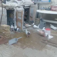 انواع کبوتر  طوقی|پرنده|کامیاران, |دیوار