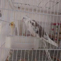 جفت عروس هلندی|پرنده|ایرانشهر, |دیوار