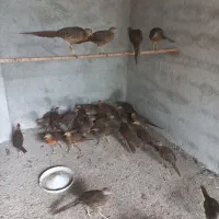 جوجه.های.زینتی.نر.وماده