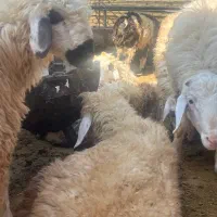 گوسفند زنده410ت