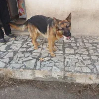 سگ ژرمن کاری|سگ|بندر انزلی, معلم|دیوار