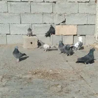 کبوتر پر|پرنده|فرخشهر, |دیوار