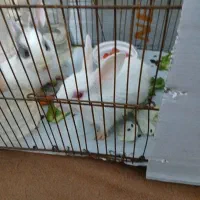 دوعددخرگوش