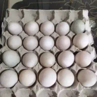 تخم اردک محلی نطفه دار