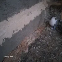 کفتر|پرنده|شیروان (خراسان), |دیوار