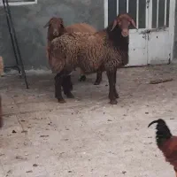 بره نر چاق خونی