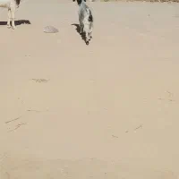 بز اوست فروشی ریگان