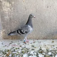 جوجه  کبوتر مسافتی
