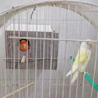 طوطی کوتوله برزیلی زرد صورت هلویی