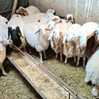 فروش بره شیر رگاه|حیوانات مزرعه|طبس, |دیوار