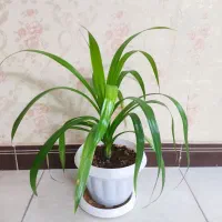 پاندانوس و سانسیوریا پاکوتاه ابلق