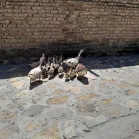 فروش غاز|حیوانات مزرعه|ویسیان, |دیوار