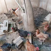 تخم مرغ محلی ارگانیک|خوردنی و آشامیدنی|کرج, دهقان ویلا|دیوار