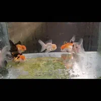 ماهی عروسکی|ماهی|تهران, نیروی هوایی (پیروزی)|دیوار