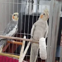 دو عروس هلندی نر و ماده