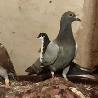 فروشی|پرنده|خلیل آباد, |دیوار