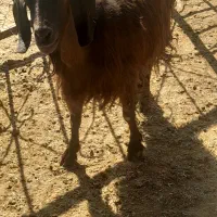 گیسه کولار چبش و بز جوان وبره سبک ۲۰کیلویی