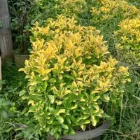 فروش انواع گل و گیاه