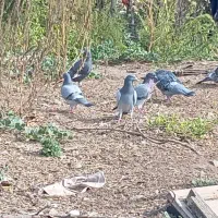 ۱۰عدد کبوتر دوبر