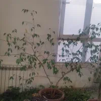 پتوس|گل و گیاه طبیعی|ری, دولت‌آباد|دیوار