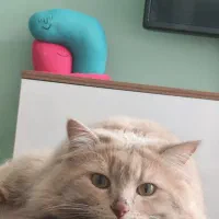 واگذاری گربه نژاددار