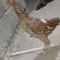 خروس