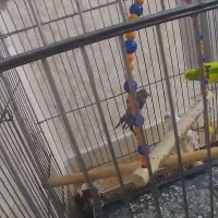 سه عدد مرغ عشق