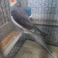 عروس هلندی