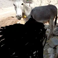 خرماده بفروش میرسد