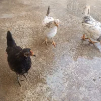 هفت تا جوجه محلی اصل