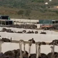 شترمرغ از۱۷روزه تایک ماه کارخانه کویران جوجه|حیوانات مزرعه|مشهد, شهرک صنعتی مشهد|دیوار