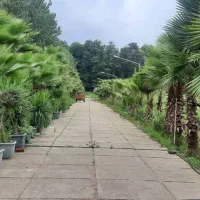 تنکابن10هکتارزمین150مترویلا ۳تاسرایداری سند۶شدانگ|فروش زمین و ملک کلنگی|نشتارود, |دیوار