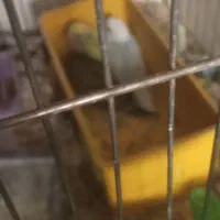 مرغ عشق از گلچینی از بهترین نژادها|پرنده|خمینی‌شهر, |دیوار