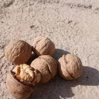 پوست گردو|عمده‌فروشی|مشهد, موسوی قوچانی|دیوار