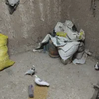 کفتر فروشی ۴۰تا جوانه سبز آلمانی|پرنده|ملک‌آباد, |دیوار