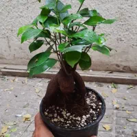 بونسای جینسینگ|گل و گیاه طبیعی|تهران, حشمتیه|دیوار