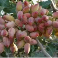 خدمات درخت پسته