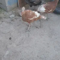 حیوانات مزرعه