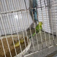 مرغ عشق|پرنده|تربت جام, معدآباد|دیوار