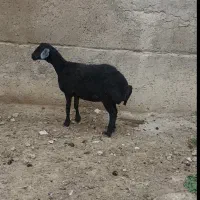 توقلی ماده چاق جنس عالی