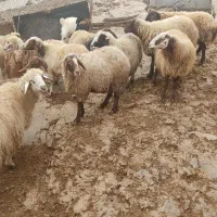 گوسفند وشیشک وبز وتی بز چاق کشتاری روغنی|حیوانات مزرعه|خرم‌آباد, |دیوار