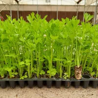 نشا گوجه فلفل بادمجان کرفس و...|خدمات باغبانی و درختکاری|مرودشت, تخت جمشید|دیوار