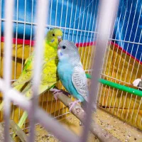 جوجه مرغ عشق دستی|پرنده|مشهد, توس (بلوار توس)|دیوار