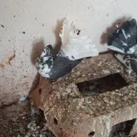 کبوتر دم چتری