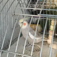 جفت مولد عروس هلندی