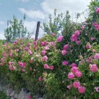 فروش باغ زیبا زیرقیمت کناردریاچه صد