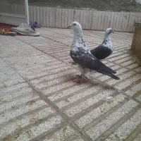 ۶عدد کبوتر