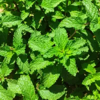 شربت نعناء،عرق نعناء وپونه،خانگی،صددرصدخالص